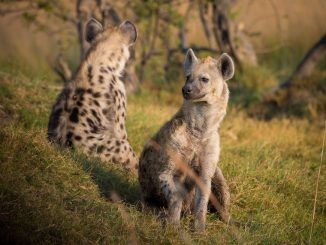 The Lion King: The Hyenas' Role in the Story