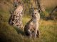 The Lion King: The Hyenas' Role in the Story