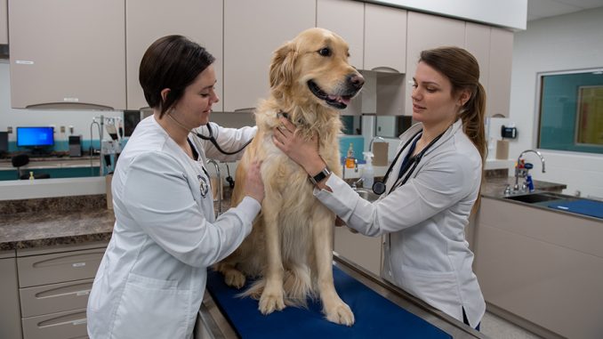 1-6 How Much Do Vet Techs Make?