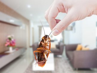 What Smells Repel Cockroaches