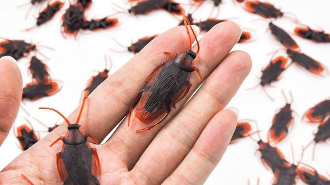 6101iMiLH3L._AC_SL1000_ How to Get Rid of Fake Cockroaches
