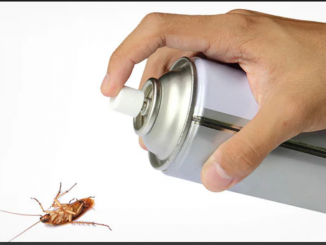 how to kill cockroaches fast