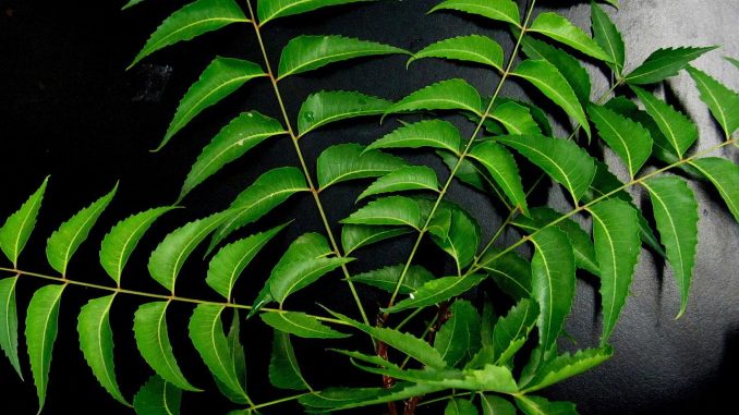 how to apply neem oil to plants