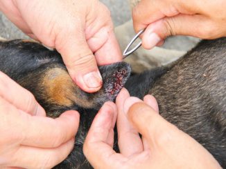 How to Treat a Tick Bite on Your Dog