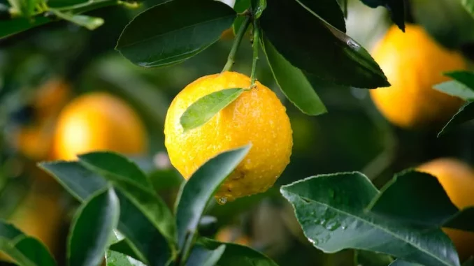pexels-photo-129574 Does Lemon Water Help You Lose Weight?