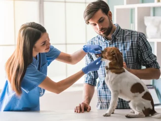 How Often Should i Take my Dog to the Vet