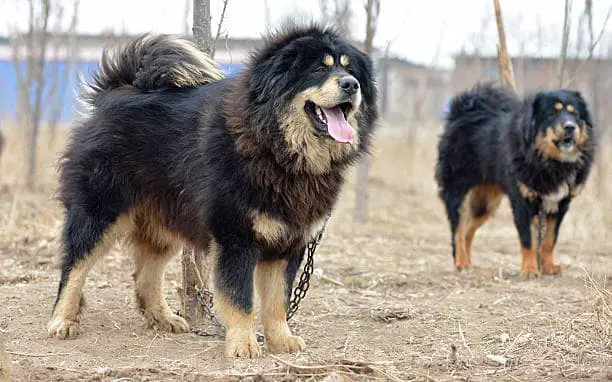 Tibetan Mastiff vs German Shepherd