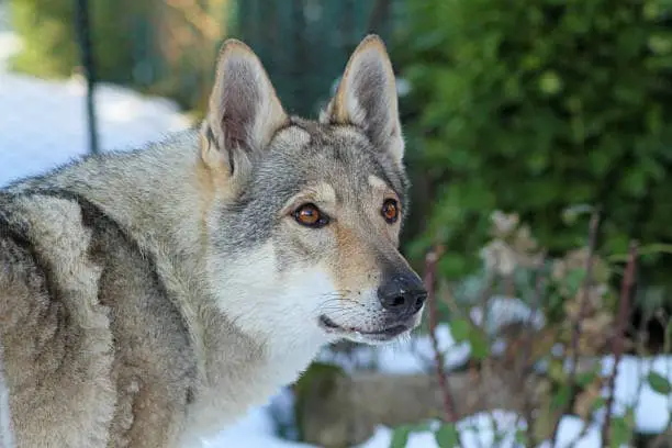 German Shepherd wolf mix