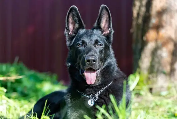 facts about black German shepherds