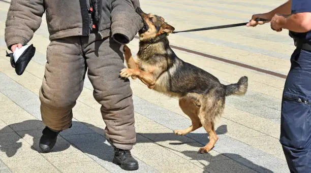 Stop German Shepherd Puppy From Biting