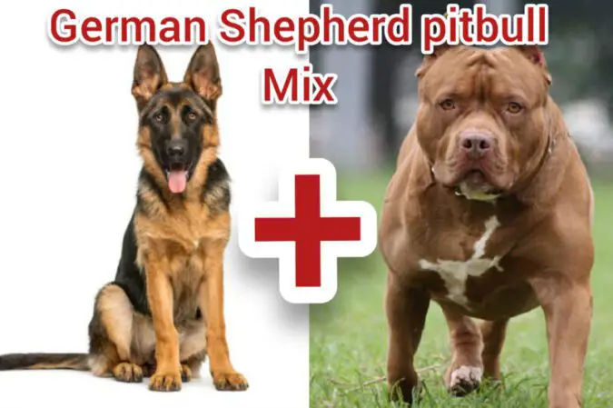 German Shepherd Pitbull Mix