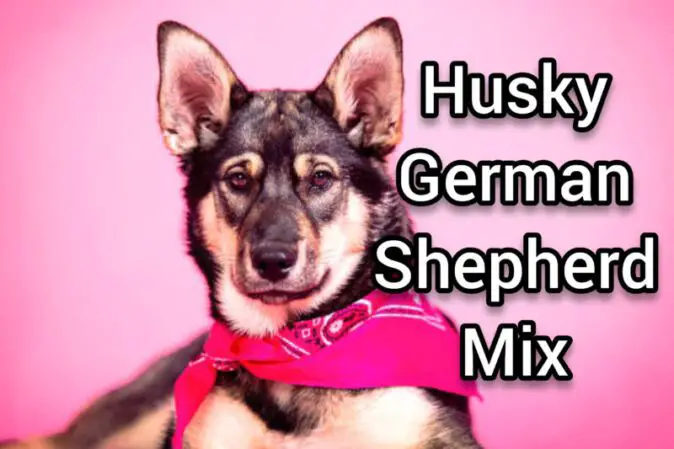 Husky German Shepherd Mix