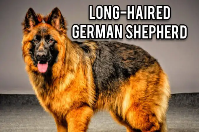 Long haired German Shepherd