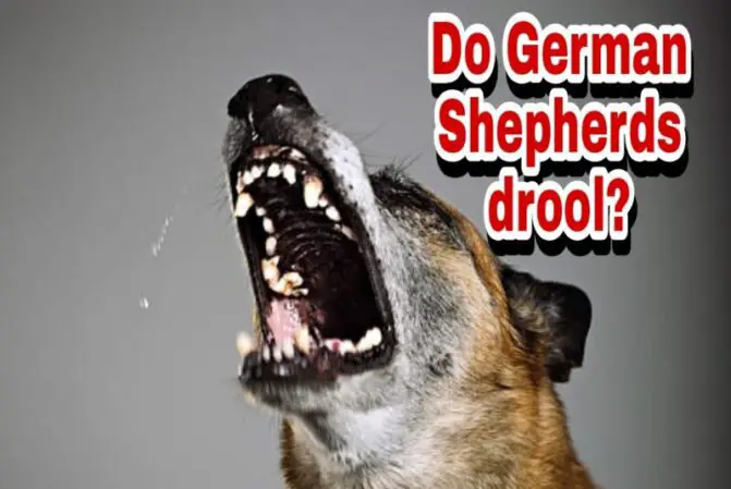 Do German Shepherds drool?