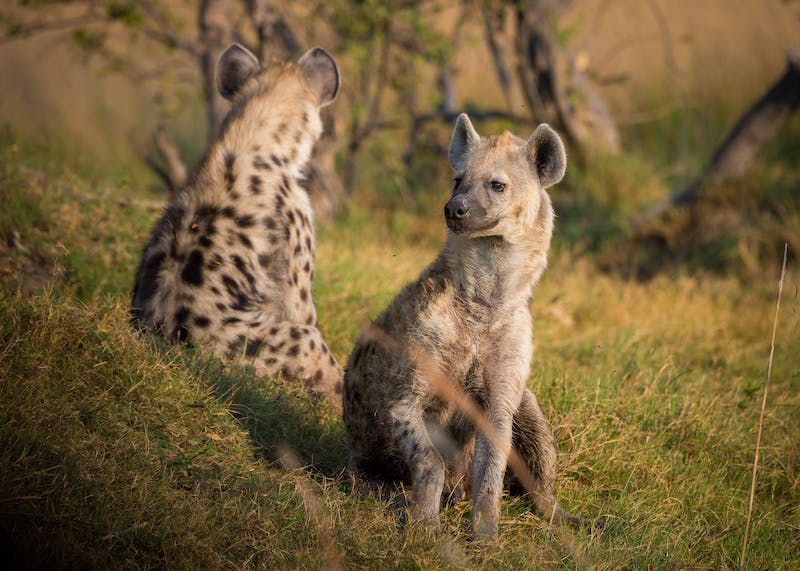 The Lion King: The Hyenas' Role in the Story