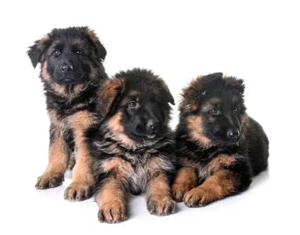 How many puppies do German Shepherds have?