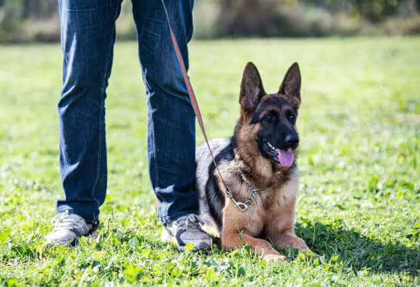 training a German Shepherd puppy to walk on leash