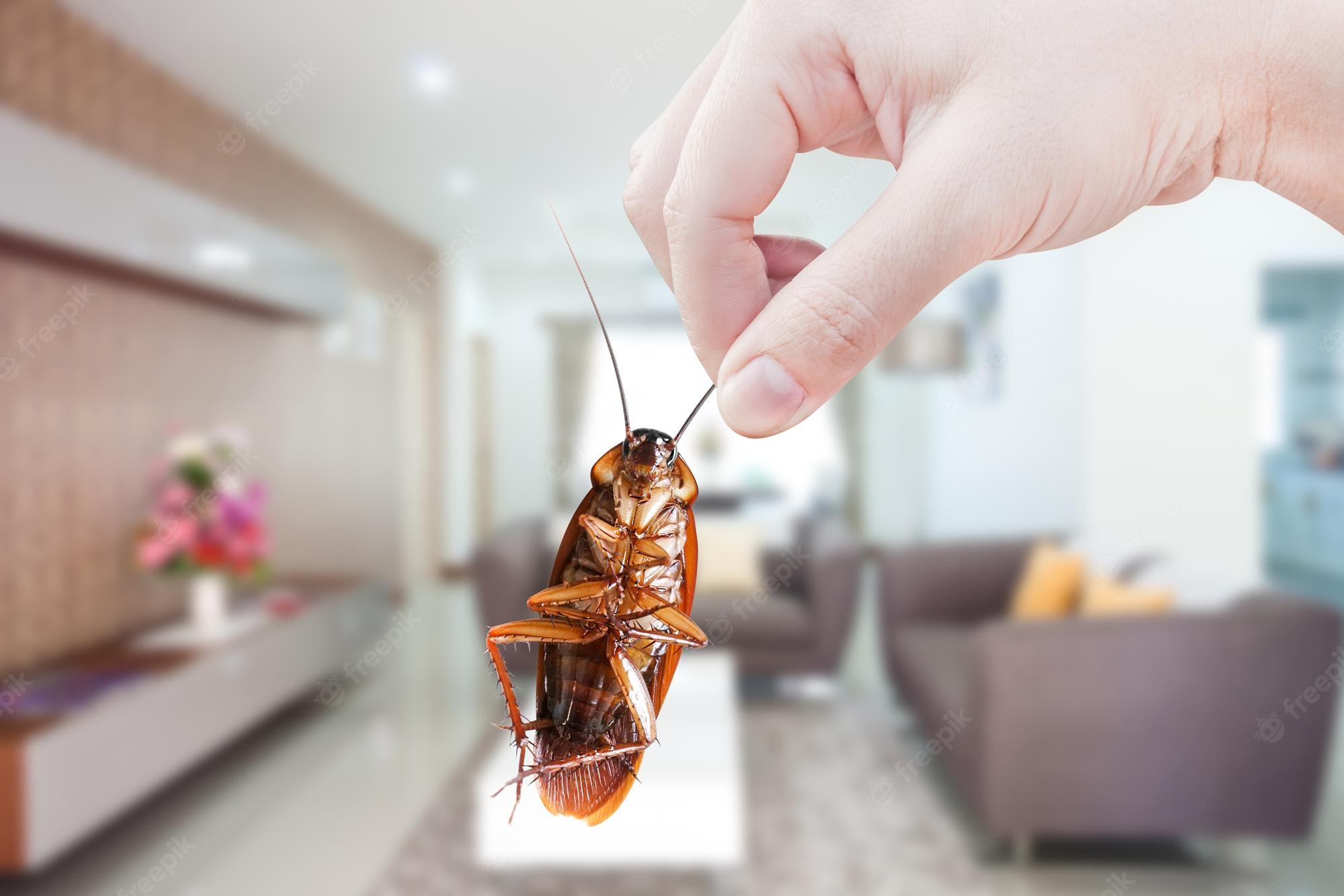 10 Natural Ways to Repel Cockroaches at Home