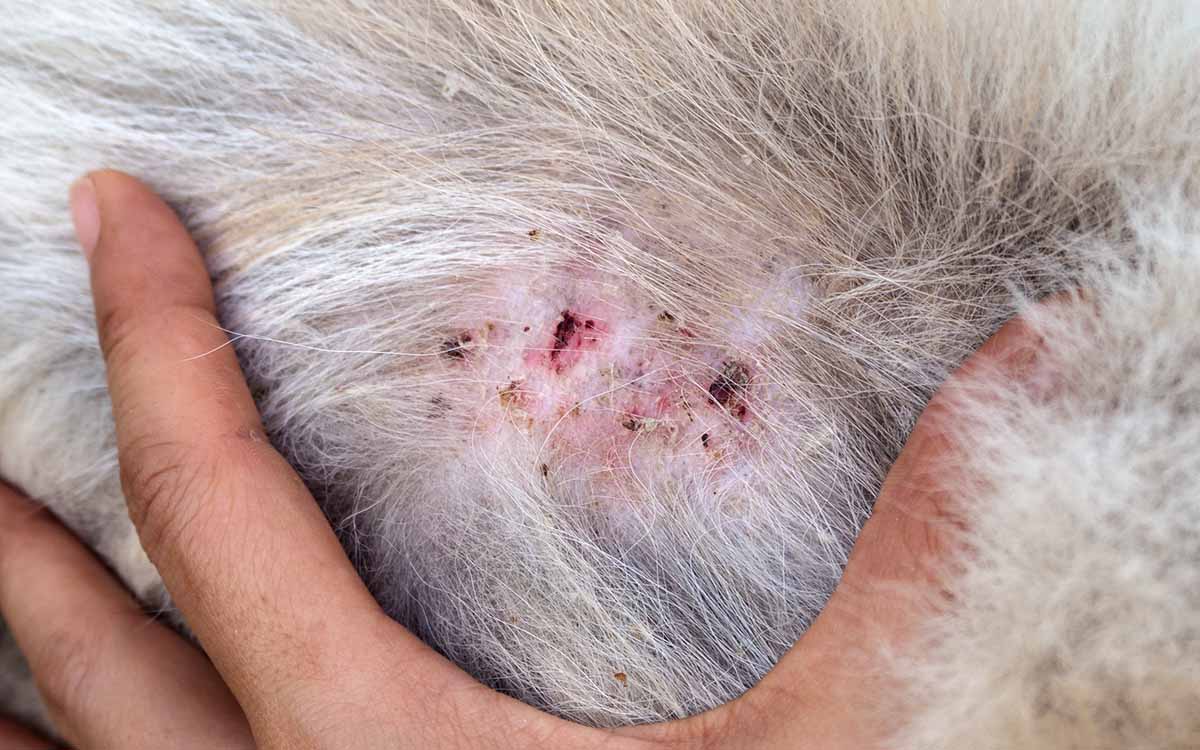 Do Ticks Leave Scabs on Dogs?
