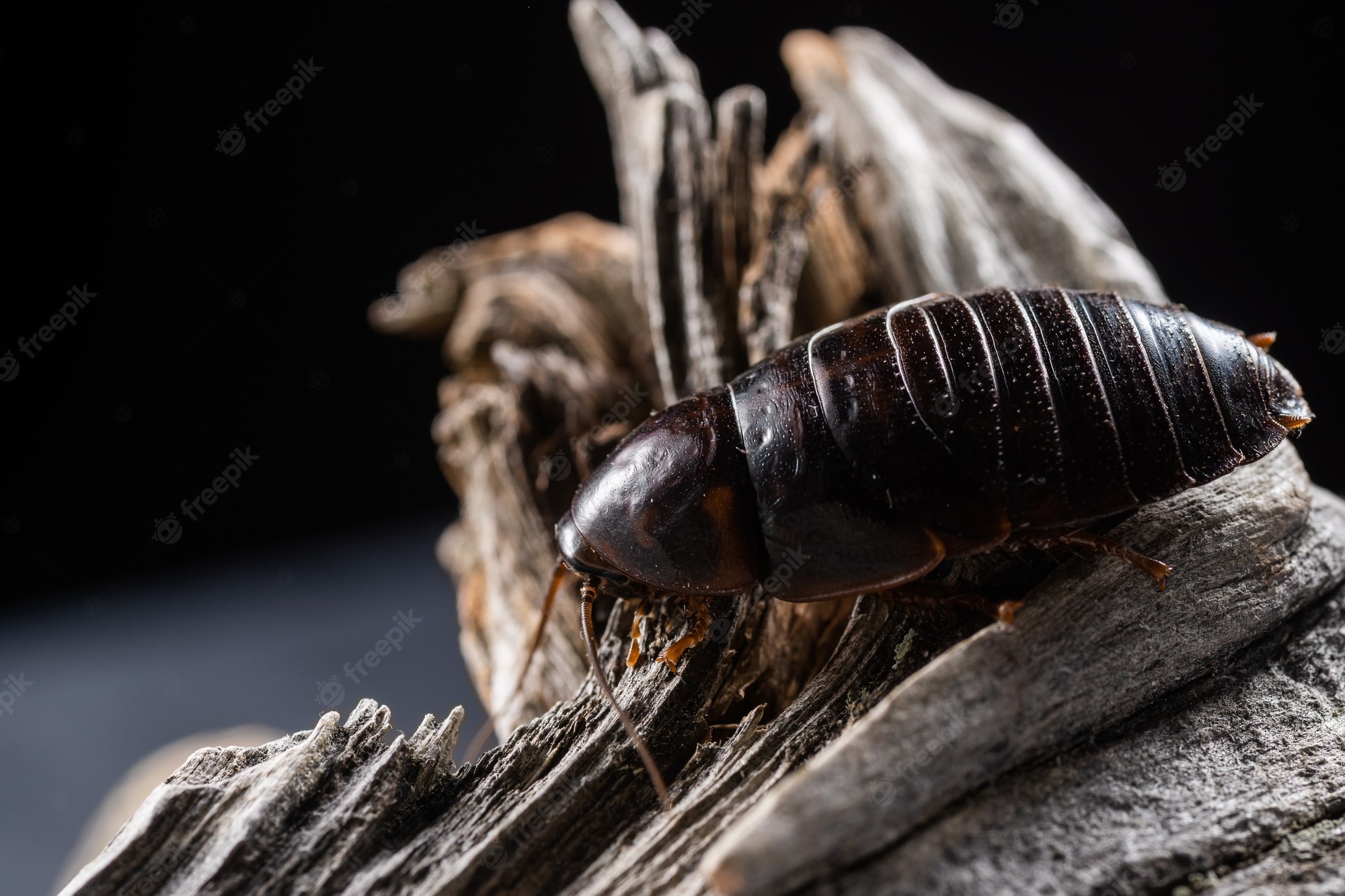 The Different Types of Cockroaches and How to Get Rid of Them