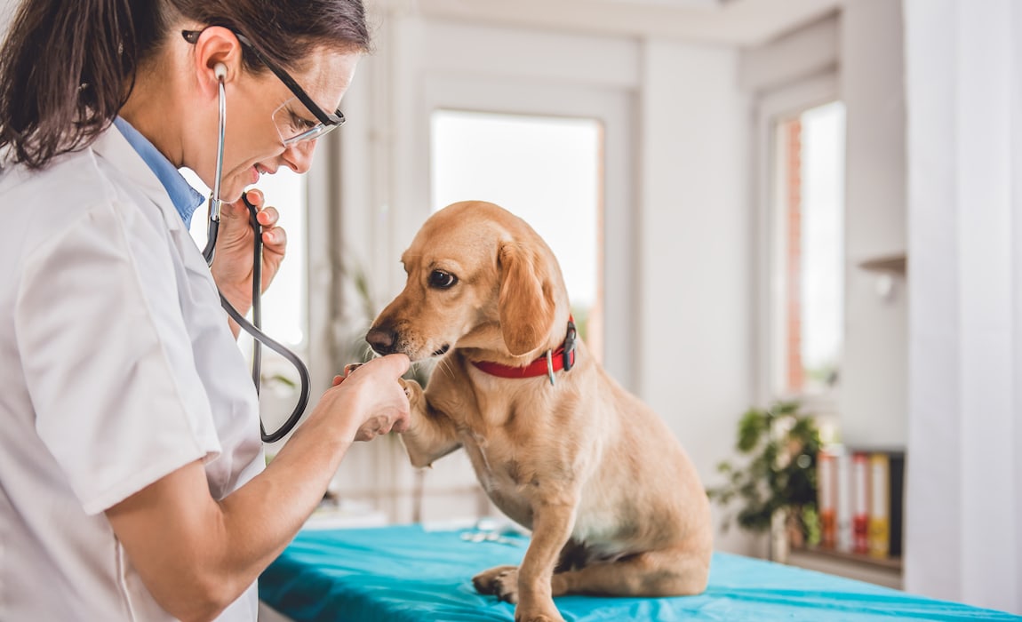 How Much Does a Vet Visit Cost?