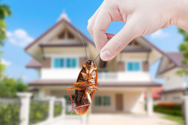 What Causes Roaches – Find Out👌