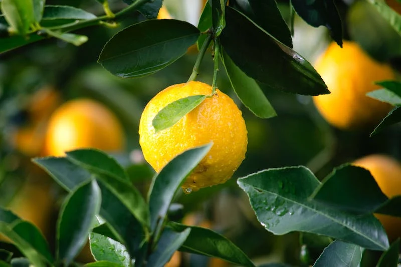 Does Lemon Water Help You Lose Weight?