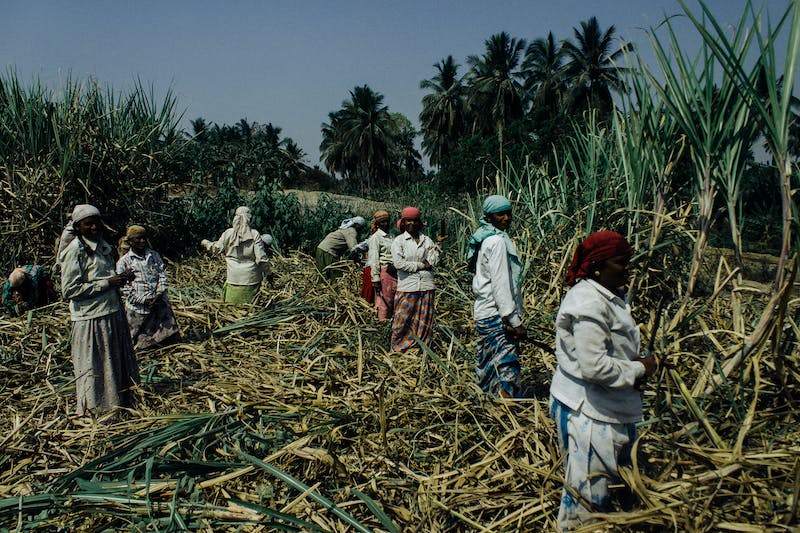 How to Grow Sugar Cane: An In-Depth Guide