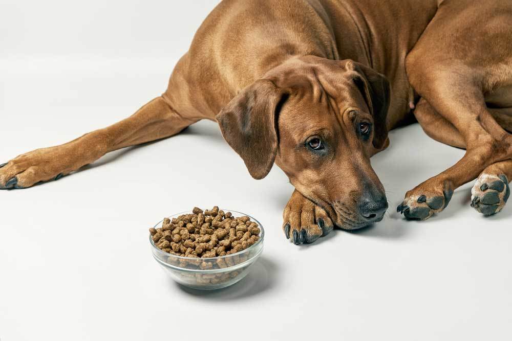 How To Get Your Dog to Eat When They Refuse to Eat