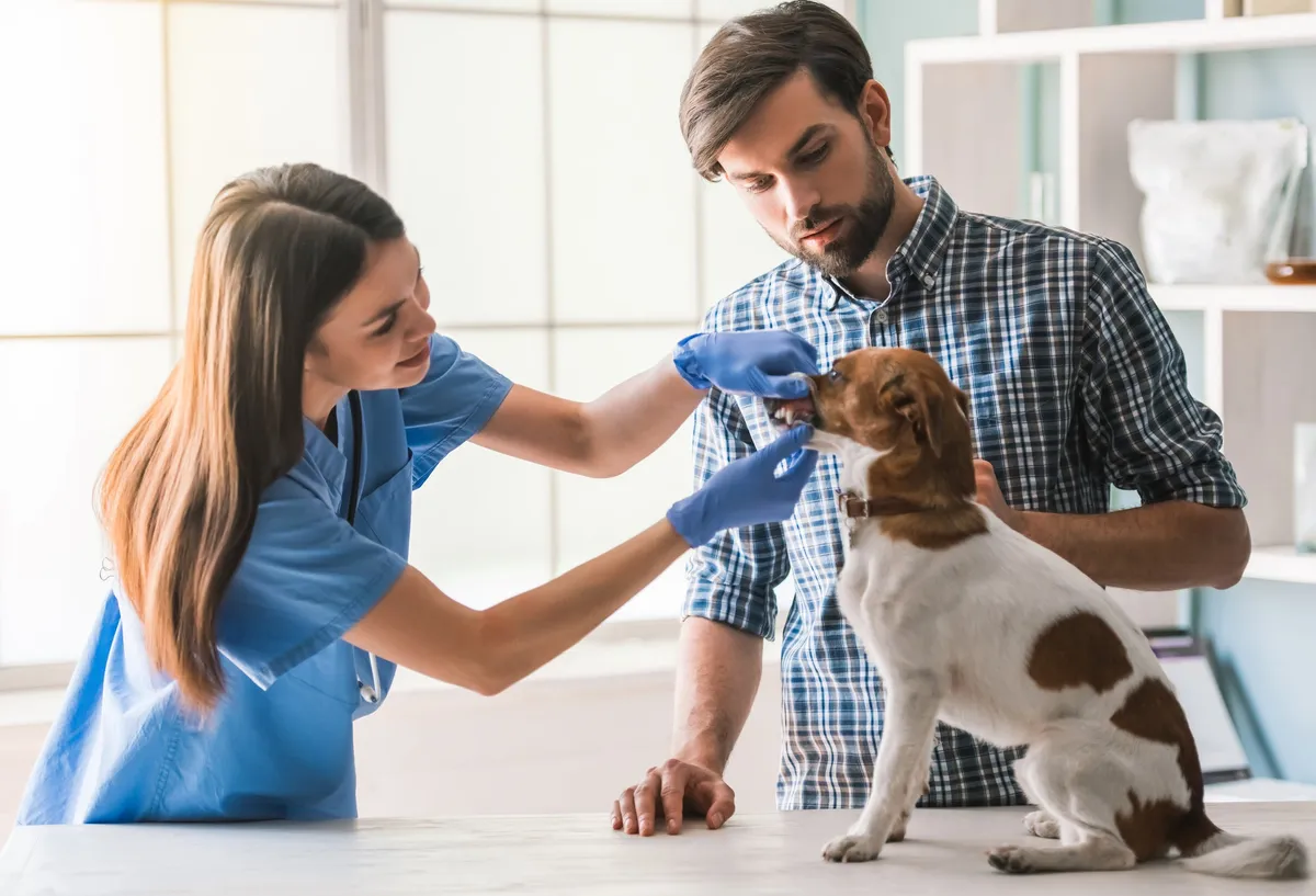 How Often Should i Take my Dog to the Vet?