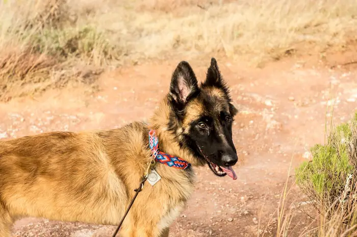 Do Professional Dog Trainers Use Training/Shock Collars?